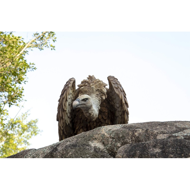 Hi-Line Gift Ltd. Medium Bald Eagle, Brown