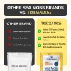 TrueSeaMoss Sea Moss Gummies Sample Pack – 15 Vegan Gummies