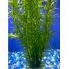 *SALE* Buy 2 Get 1! 10 STEMS of Anacharis elodea
