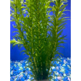 *SALE* Buy 2 Get 1! 10 STEMS of Anacharis elodea