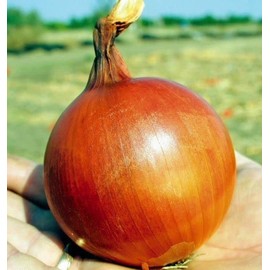 NIKA SEEDS - Vegetable Giant Onion Neutral Yellow Spicy Chalcedony for Planting Non GMO - 300 Seeds
