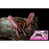 Jackall Worm, 1.9 inches (48 mm), SK Grippan/Pearl
