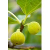 King Desert King Fig - 5 Cuttings - PLUS WILLOW