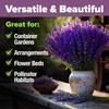 HOME GROWN 𝗨𝗦𝗔 𝗣𝗥𝗘𝗠𝗜𝗨𝗠 English Lavender Seeds 2 Pack 3000