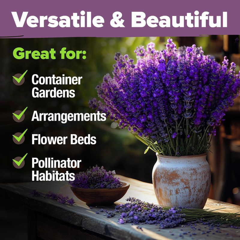 HOME GROWN 𝗨𝗦𝗔 𝗣𝗥𝗘𝗠𝗜𝗨𝗠 English Lavender Seeds 2 Pack 3000