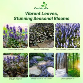 Outsidepride Ajuga Seeds – 200 Pcs. Perennial, Versatile & Low Maintenance, Ground Cover Seeds for Planting Low-Growing, Short-Spiked Blue Blooms, Great for Pollinator Gardens & Erosion Control