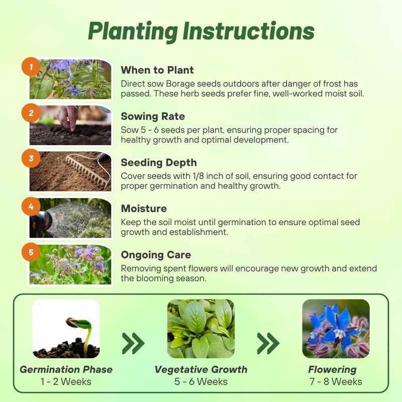 Outsidepride Blue Borage Seeds for Planting – 1 oz. Annual,