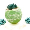 Succulent Plant Bath Bomb - Size: large 10oz