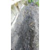 Tree Red Mulberry Tree 7 Cuttings 7"-9' long Organic Leave
