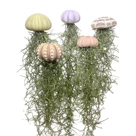 Jelly Moss, Spanish Moss, with Hanging Urchin Shell, Tillandsia Air Plant, Live Airplant, Healthy Arrival Guaranteed, Great Indoor & Outdoor Plant, Home Decor & Gift (Sputnik Urchin Jelly Moss)
