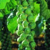 Seeds4planting - Seeds Brussels Sprouts Cabbage Green Indoor Heirloom Vegetable