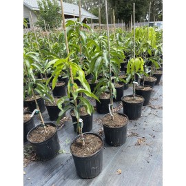 Tree PRAM KAI MEA MANGO TREE GRAFTED (3 Feet Tall).