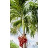 Manoa Valley Roots 100 Seeds Christmas Manila Palm Tree Adonidia