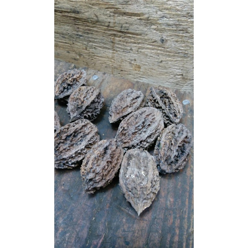 White 10 Butternut tree seeds (Juglans cinerea) aka White Walnut