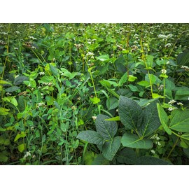 Domain Outdoor Mother Load Food Plot Seed for Deer, 1/2 Acre, Special Varieties of Forage Soybean, Forage Pea, Iron/Clay Cowpea, Lablab and Buckwheat, Perfect to Plant in Spring or Summer, 20 Lb.