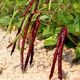 TomorrowSeeds - Mississippi Pinkeye II Purplehull Cowpea Seeds - 150+ Count - for 2025 Planting Purple Hull Pink Eye Black Heirloom Vegetable Field Pea Beans Green Bean Grow Your Own Home Farm Patio