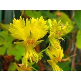 CEMEHA SEEDS - Seeds Canary Creeper Nasturtium Indian Cress Yellow Creeping Annual Flowers for Planting