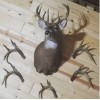 Acrylic Invisible Shed Antler Wall Mount Display