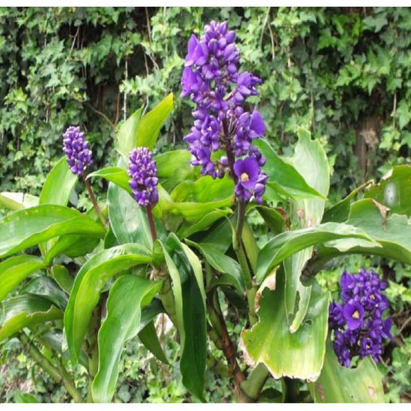 Blue Hawaiian Dichorisandra Thyrsiflora Ginger Plant Root 1 Pack