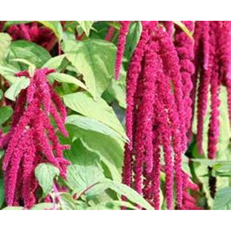 2000 Love Lies Bleedin Amaranth Seeds for Planting Heirloom Non