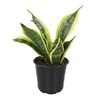 Plants for Pets Live Snake Plant, Sansevieria trifasciata Superba, Fully