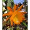 Cactus Epiphyllum Spiced Takuan in 4 inch pots / Orchid