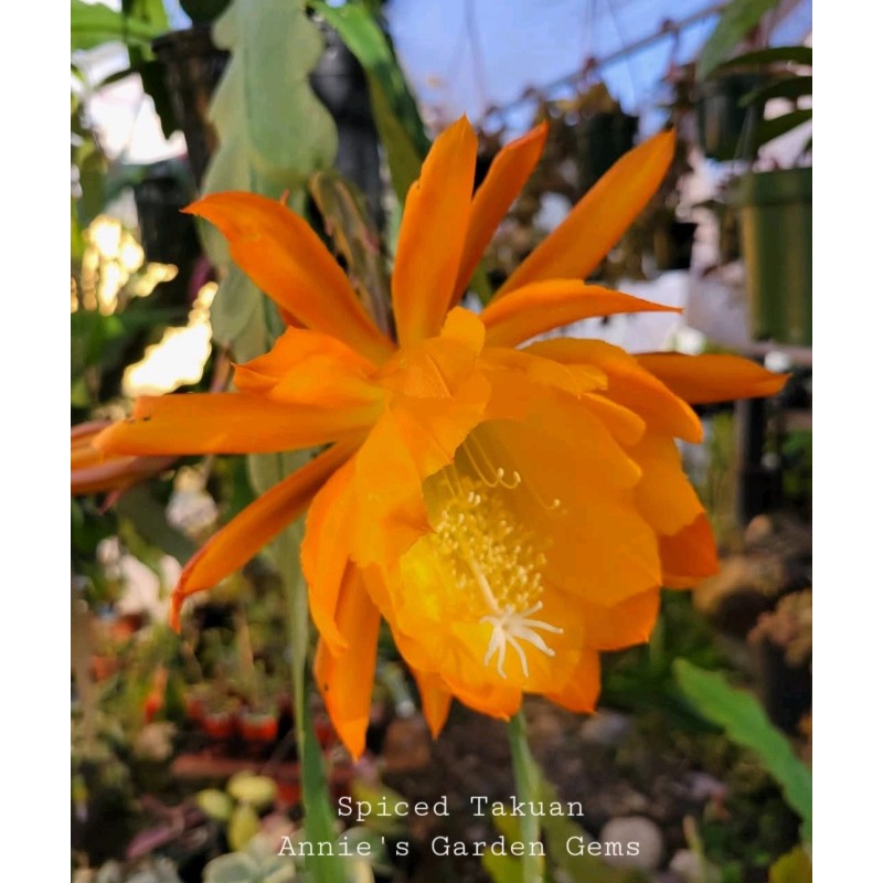 Cactus Epiphyllum Spiced Takuan in 4 inch pots / Orchid