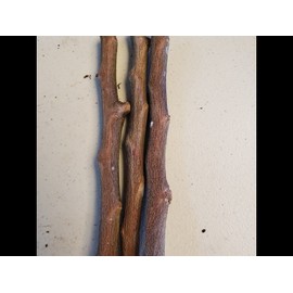 Tree STAR APPLE / CAIMILO 4 CUTTING 5 TO 6" UNROOTED FOR GRAFTING TROPICAL FRUIT TREE