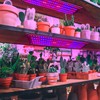 Full Spectrum LED Plant Growth Light Board Supplement Light for