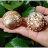 Large Conus Textile Cowrie Cone Natural Seashell Rare Real Beach