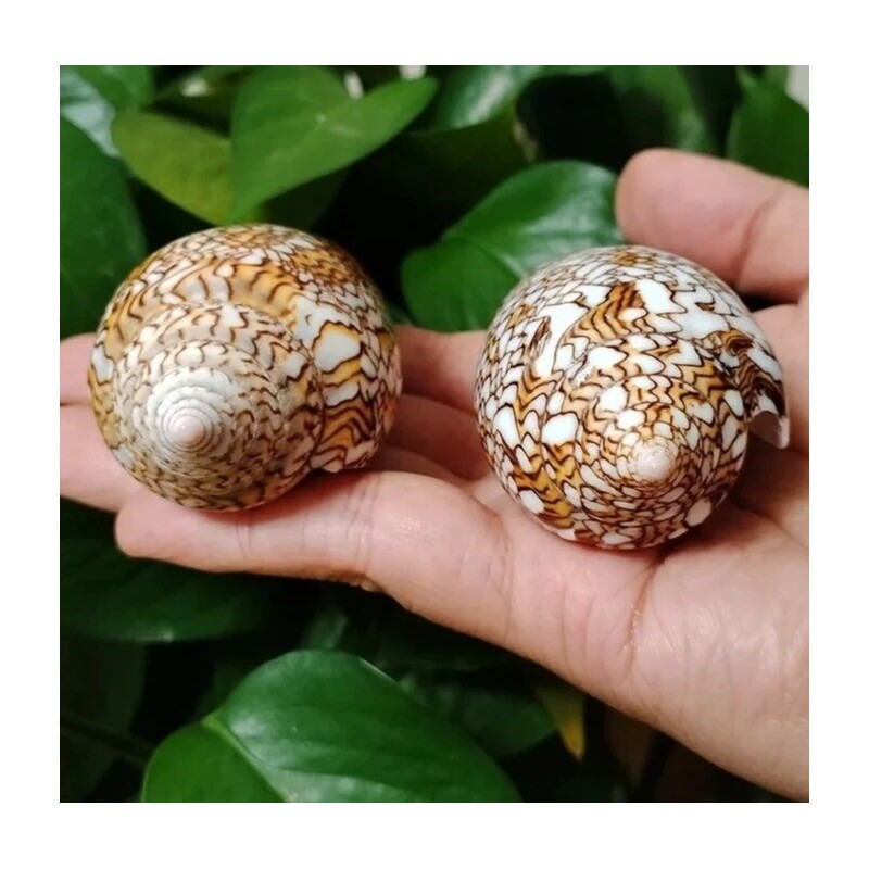 Large Conus Textile Cowrie Cone Natural Seashell Rare Real Beach