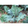 Kale Red Russian Great Heirloom Vegetable by Seed Kingdom BULK1