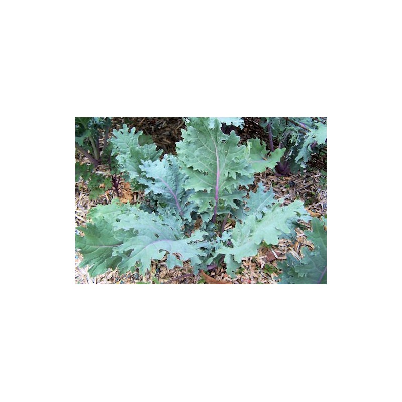 Kale Red Russian Great Heirloom Vegetable by Seed Kingdom BULK1