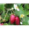 Alpine Wild Strawberry Deese des Valles Runless remontant 100+ Seeds