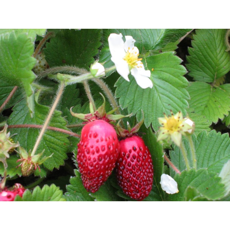 Alpine Wild Strawberry Deese des Valles Runless remontant 100+ Seeds