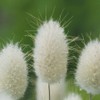 Park Seed Bunny Tails Ornamental Grass Seeds, Pack of 50