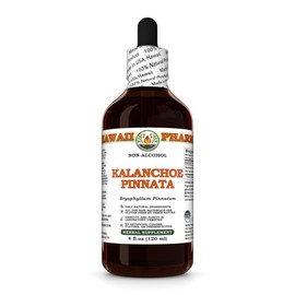 Kalanchoe Pinnata (Bryophyllum Pinnatum) Dry Leaf and Stem Glycerite, Made in Hawaii, All Natural, Vegan, Lab Tested Alcohol-Free Liquid Extract - 4 fl.oz
