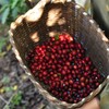 Mount Hagen Organic Fair Trade Instant Coffee Stick Mount Hagen