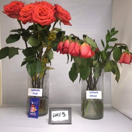 Chrysal Flower Food -100 Packets Fresh Cut Flowers Clear Formula Hydrate Nourish by Buy for Less 57