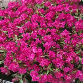 Outsidepride 5000 Seeds Annual Silene Nodding Catchfly Carmine Triumph Flower Seeds for Planting