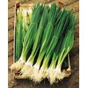 Seeds4planting - Seeds Green Welsh Bunching Onion Rare Heirloom Vegetable