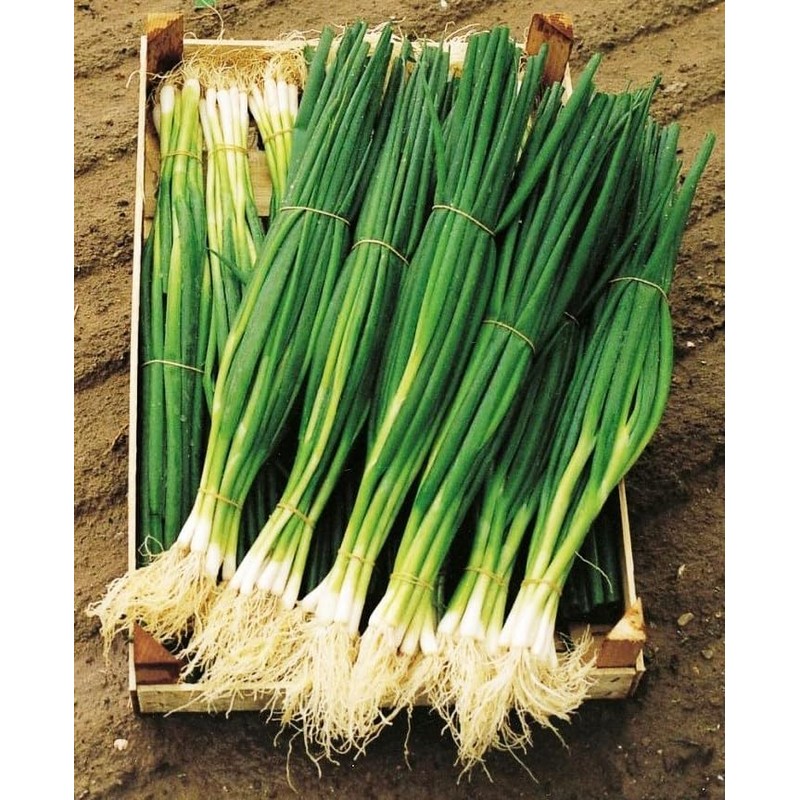 Seeds4planting - Seeds Green Welsh Bunching Onion Rare Heirloom Vegetable