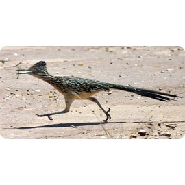 Roadrunner #1 Photo License Plate