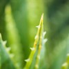 Gel Hidratante con Aloe Vera para después del bronceado 250