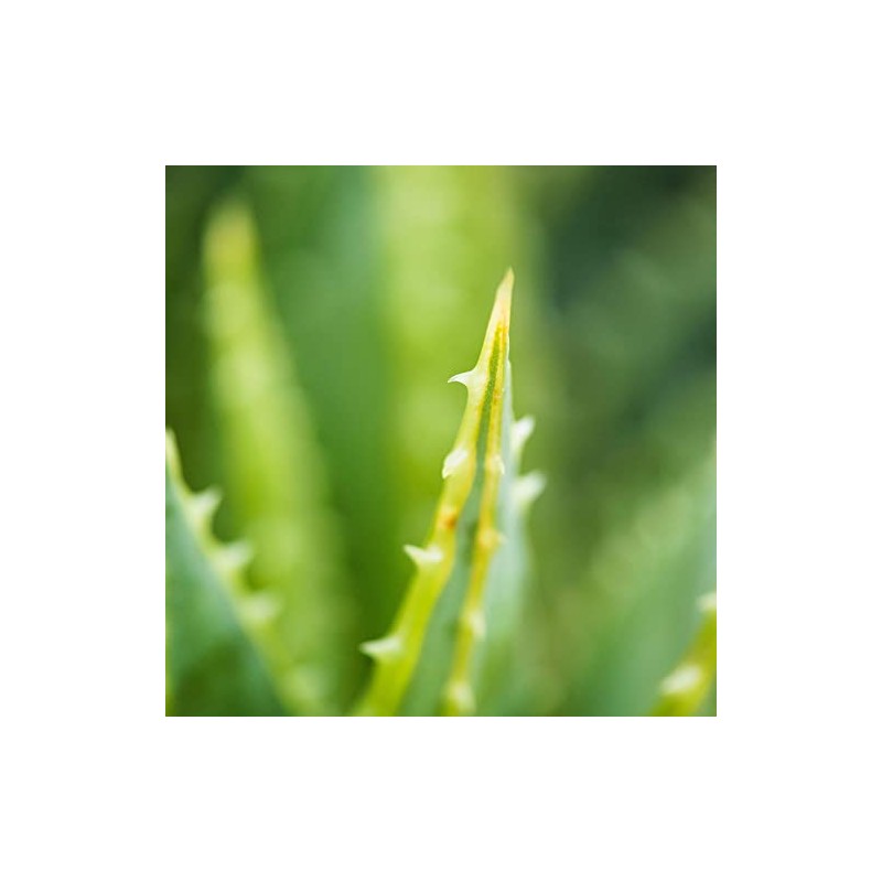 Gel Hidratante con Aloe Vera para después del bronceado 250