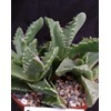 Faucaria tigrina Cacti Cactus Succulent Real Live Plant