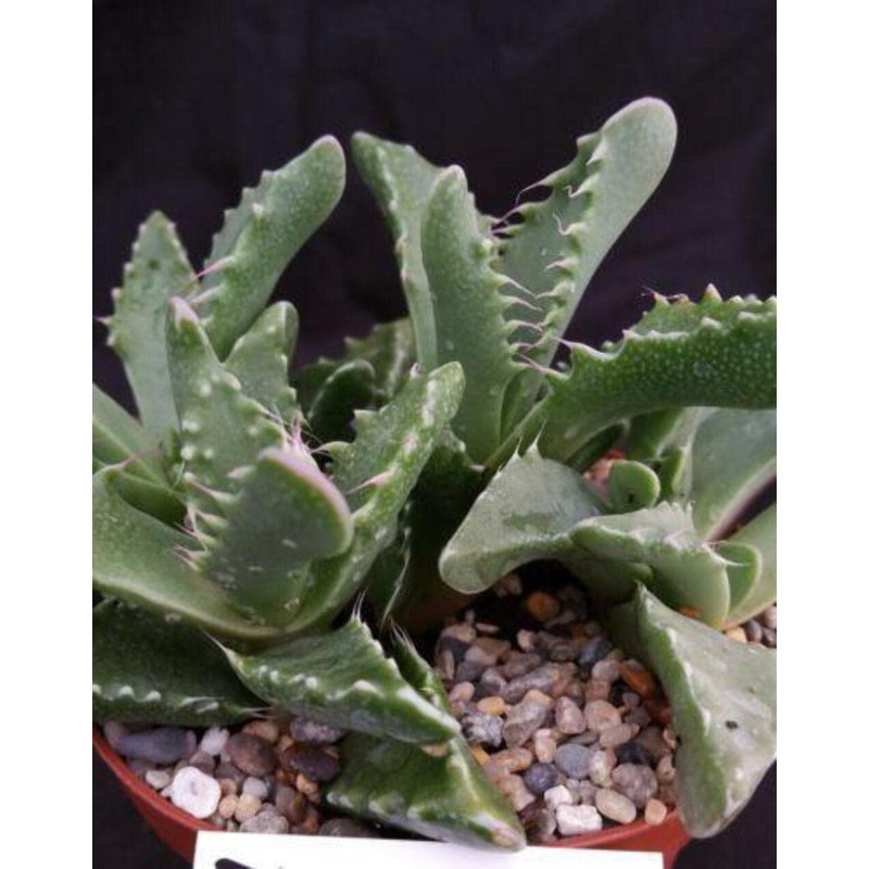 Faucaria tigrina Cacti Cactus Succulent Real Live Plant