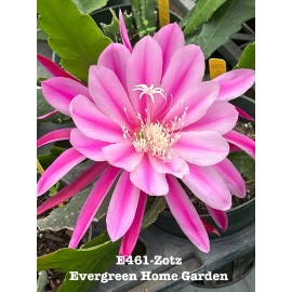 Cactus Rooted Epiphyllum Orchid Cactus “Zotz” Growing In 4” Starter pot.