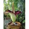 Corpse Flower - World's Largest Flower - 8+ Feet Tall