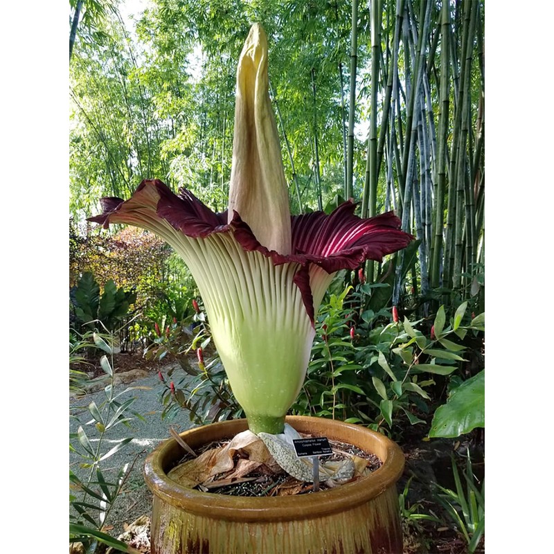 Corpse Flower - World's Largest Flower - 8+ Feet Tall